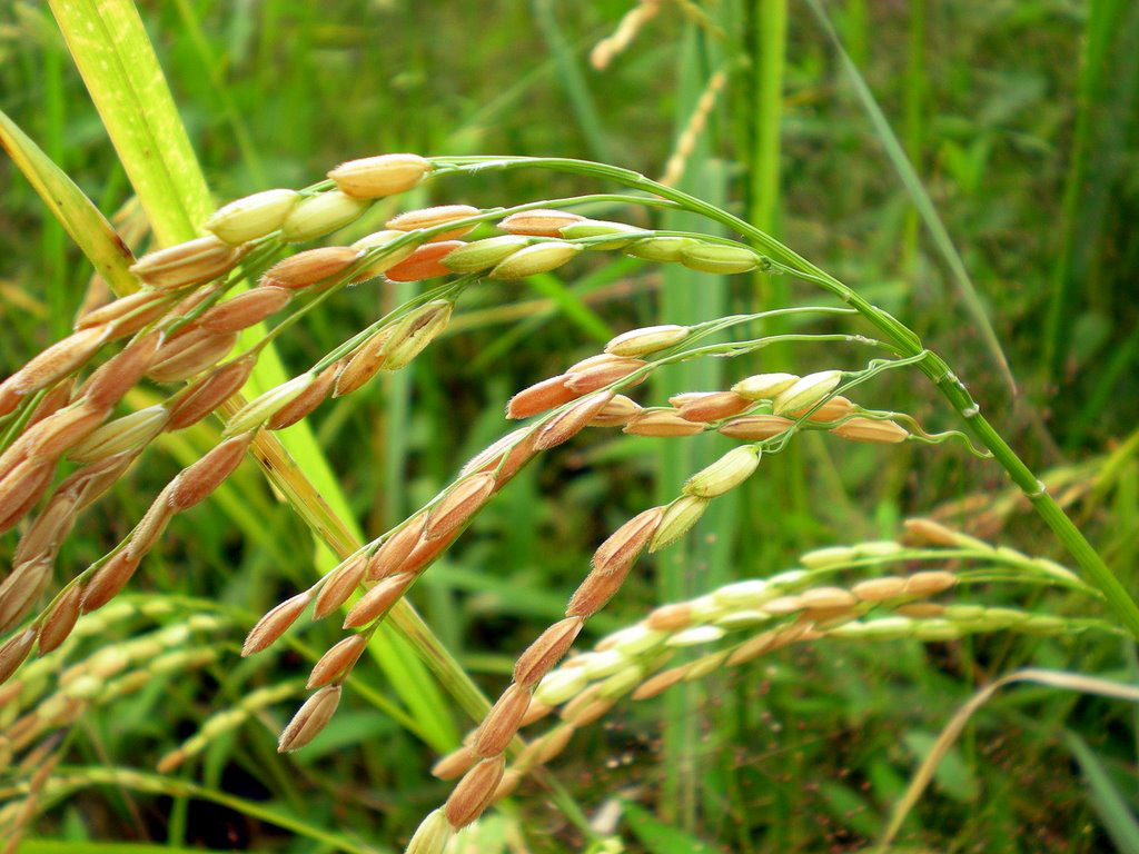 karshikarangam